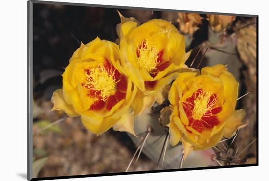 Prickly Pear Cactus Flower-DLILLC-Mounted Photographic Print
