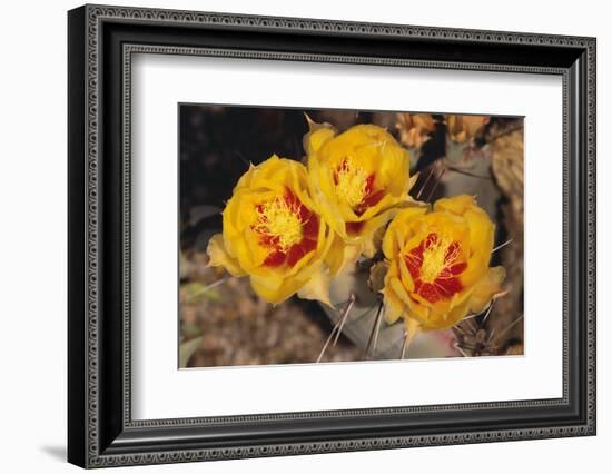 Prickly Pear Cactus Flower-DLILLC-Framed Photographic Print