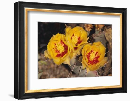 Prickly Pear Cactus Flower-DLILLC-Framed Photographic Print