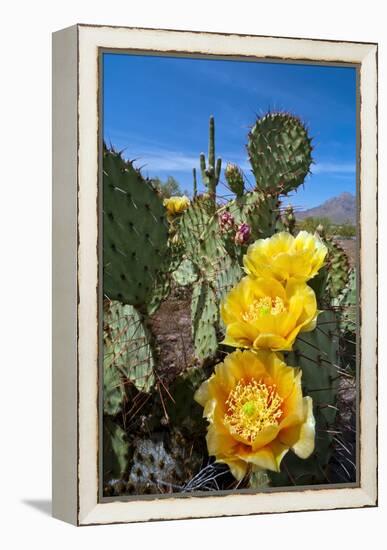 Prickly Pear Cactus Flowers-David Nunuk-Framed Premier Image Canvas