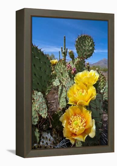 Prickly Pear Cactus Flowers-David Nunuk-Framed Premier Image Canvas