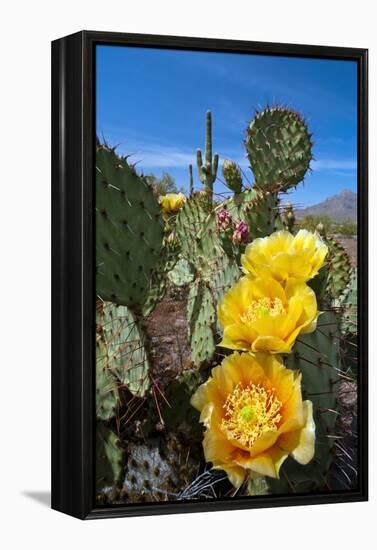 Prickly Pear Cactus Flowers-David Nunuk-Framed Premier Image Canvas