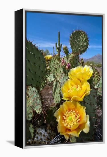 Prickly Pear Cactus Flowers-David Nunuk-Framed Premier Image Canvas