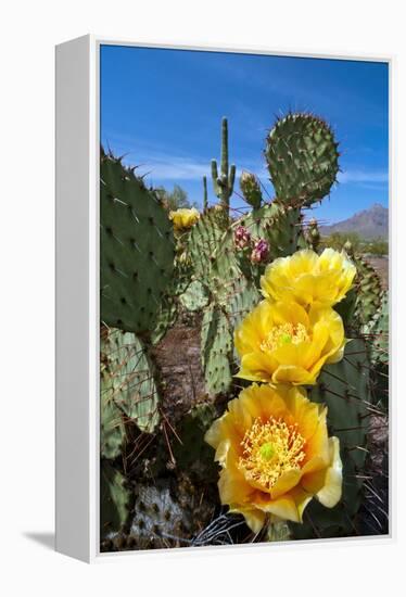 Prickly Pear Cactus Flowers-David Nunuk-Framed Premier Image Canvas
