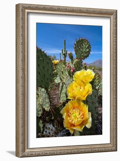 Prickly Pear Cactus Flowers-David Nunuk-Framed Photographic Print