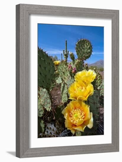 Prickly Pear Cactus Flowers-David Nunuk-Framed Photographic Print