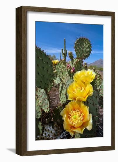 Prickly Pear Cactus Flowers-David Nunuk-Framed Photographic Print