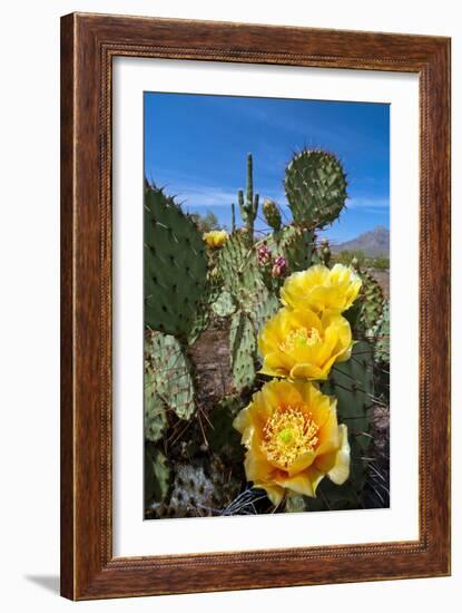 Prickly Pear Cactus Flowers-David Nunuk-Framed Photographic Print