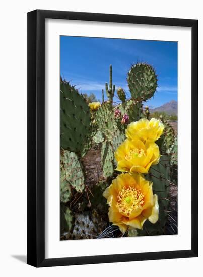 Prickly Pear Cactus Flowers-David Nunuk-Framed Photographic Print