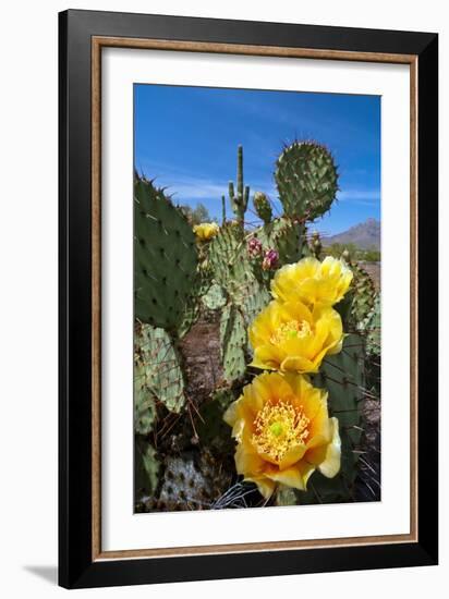 Prickly Pear Cactus Flowers-David Nunuk-Framed Photographic Print