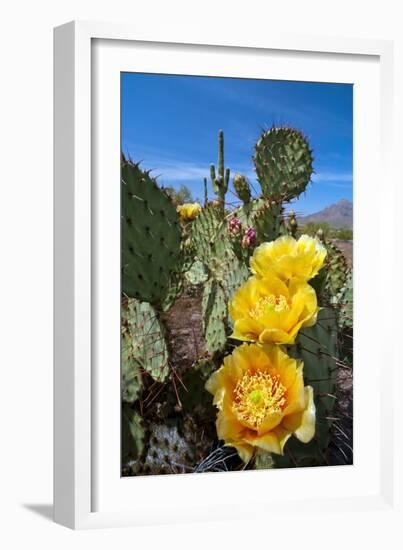 Prickly Pear Cactus Flowers-David Nunuk-Framed Photographic Print