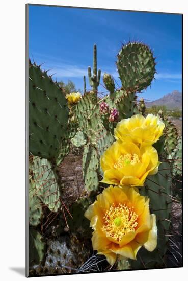 Prickly Pear Cactus Flowers-David Nunuk-Mounted Photographic Print