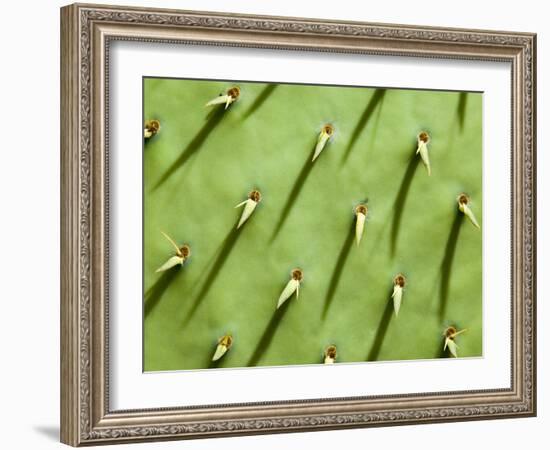 Prickly Pear Cactus, Grand Canyon National Park, Arizona, Usa-Paul Colangelo-Framed Photographic Print