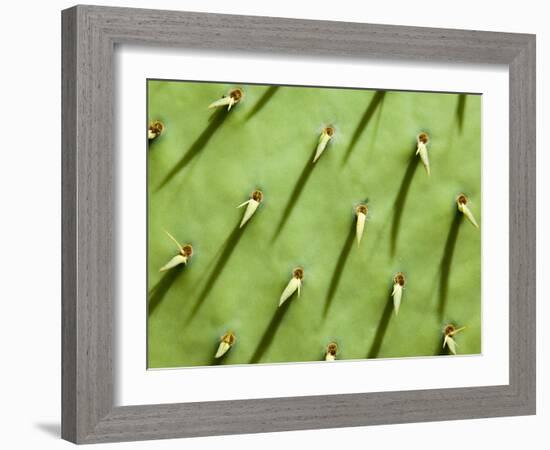 Prickly Pear Cactus, Grand Canyon National Park, Arizona, Usa-Paul Colangelo-Framed Photographic Print