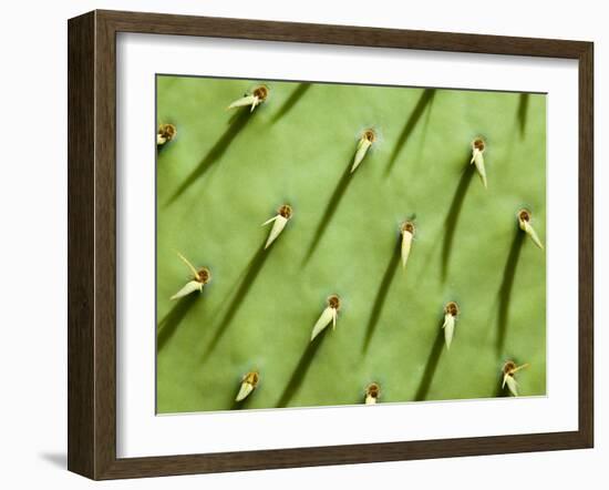 Prickly Pear Cactus, Grand Canyon National Park, Arizona, Usa-Paul Colangelo-Framed Photographic Print