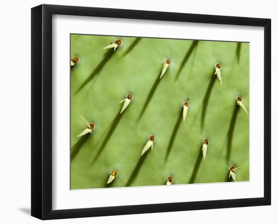 Prickly Pear Cactus, Grand Canyon National Park, Arizona, Usa-Paul Colangelo-Framed Photographic Print