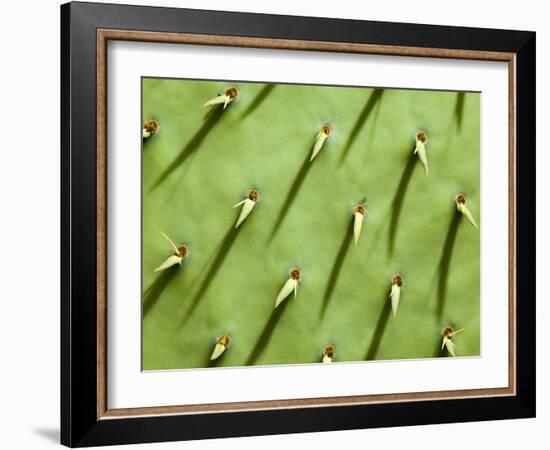 Prickly Pear Cactus, Grand Canyon National Park, Arizona, Usa-Paul Colangelo-Framed Photographic Print