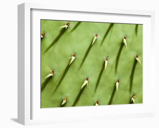 Prickly Pear Cactus, Grand Canyon National Park, Arizona, Usa-Paul Colangelo-Framed Photographic Print