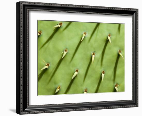 Prickly Pear Cactus, Grand Canyon National Park, Arizona, Usa-Paul Colangelo-Framed Photographic Print