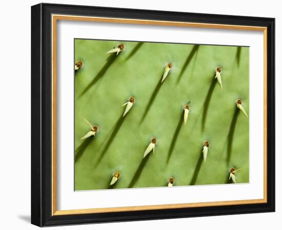 Prickly Pear Cactus, Grand Canyon National Park, Arizona, Usa-Paul Colangelo-Framed Photographic Print