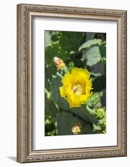 Prickly pear cactus, Gruene, Texas, Usa-Lisa S. Engelbrecht-Framed Photographic Print