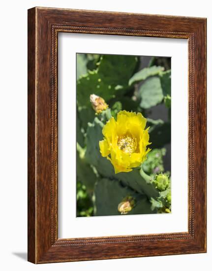 Prickly pear cactus, Gruene, Texas, Usa-Lisa S. Engelbrecht-Framed Photographic Print