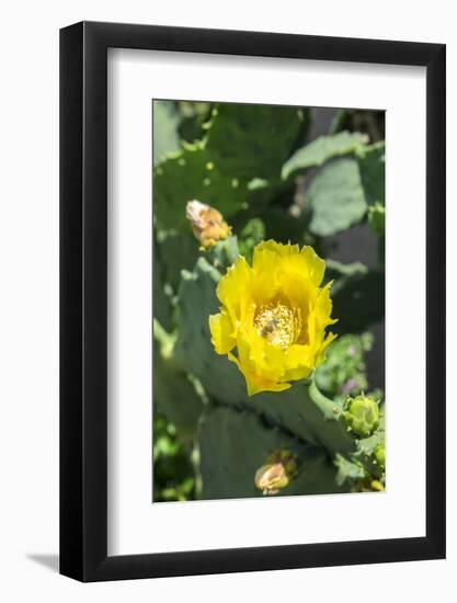 Prickly pear cactus, Gruene, Texas, Usa-Lisa S. Engelbrecht-Framed Photographic Print