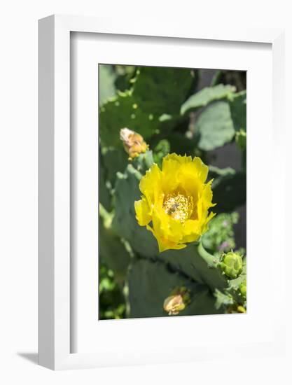 Prickly pear cactus, Gruene, Texas, Usa-Lisa S. Engelbrecht-Framed Photographic Print