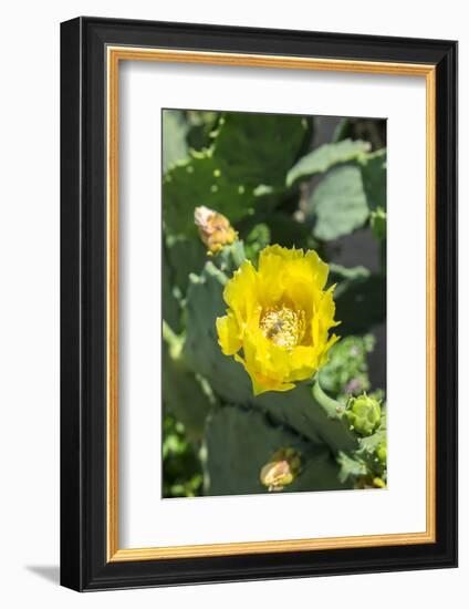 Prickly pear cactus, Gruene, Texas, Usa-Lisa S. Engelbrecht-Framed Photographic Print