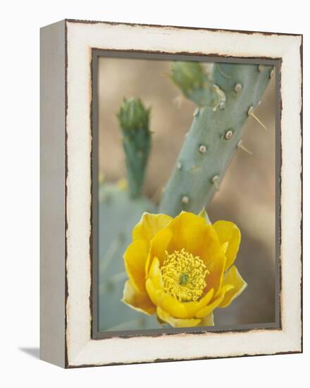 Prickly Pear Cactus in Bloom, Arizona-Sonora Desert Museum, Tucson, Arizona, USA-Merrill Images-Framed Premier Image Canvas