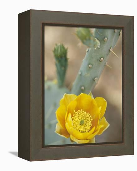 Prickly Pear Cactus in Bloom, Arizona-Sonora Desert Museum, Tucson, Arizona, USA-Merrill Images-Framed Premier Image Canvas