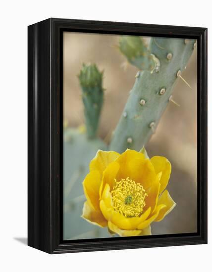 Prickly Pear Cactus in Bloom, Arizona-Sonora Desert Museum, Tucson, Arizona, USA-Merrill Images-Framed Premier Image Canvas