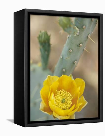 Prickly Pear Cactus in Bloom, Arizona-Sonora Desert Museum, Tucson, Arizona, USA-Merrill Images-Framed Premier Image Canvas