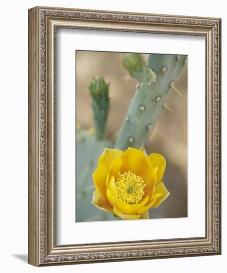 Prickly Pear Cactus in Bloom, Arizona-Sonora Desert Museum, Tucson, Arizona, USA-Merrill Images-Framed Photographic Print