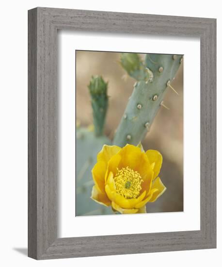 Prickly Pear Cactus in Bloom, Arizona-Sonora Desert Museum, Tucson, Arizona, USA-Merrill Images-Framed Photographic Print