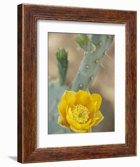 Prickly Pear Cactus in Bloom, Arizona-Sonora Desert Museum, Tucson, Arizona, USA-Merrill Images-Framed Photographic Print