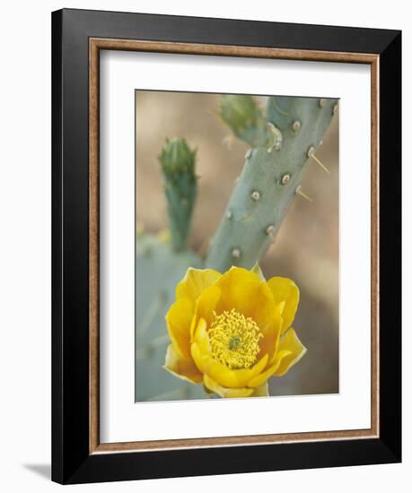 Prickly Pear Cactus in Bloom, Arizona-Sonora Desert Museum, Tucson, Arizona, USA-Merrill Images-Framed Photographic Print