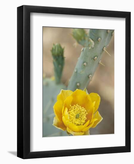 Prickly Pear Cactus in Bloom, Arizona-Sonora Desert Museum, Tucson, Arizona, USA-Merrill Images-Framed Photographic Print