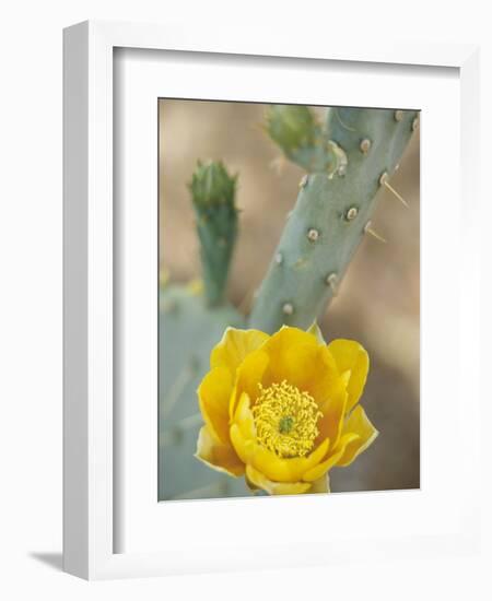 Prickly Pear Cactus in Bloom, Arizona-Sonora Desert Museum, Tucson, Arizona, USA-Merrill Images-Framed Photographic Print