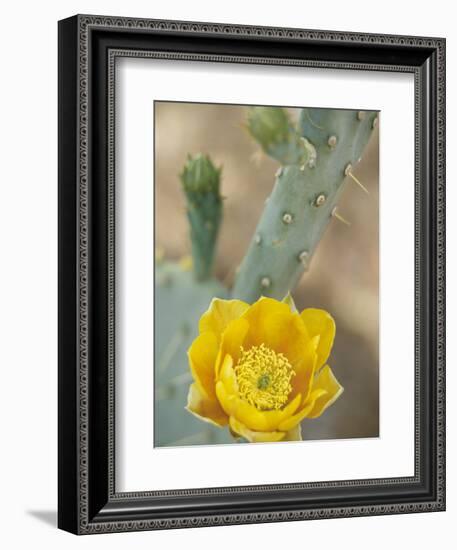 Prickly Pear Cactus in Bloom, Arizona-Sonora Desert Museum, Tucson, Arizona, USA-Merrill Images-Framed Photographic Print