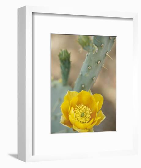 Prickly Pear Cactus in Bloom, Arizona-Sonora Desert Museum, Tucson, Arizona, USA-Merrill Images-Framed Photographic Print