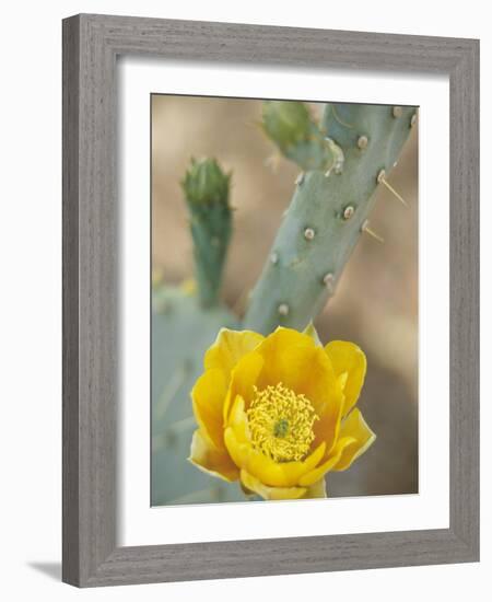 Prickly Pear Cactus in Bloom, Arizona-Sonora Desert Museum, Tucson, Arizona, USA-Merrill Images-Framed Photographic Print