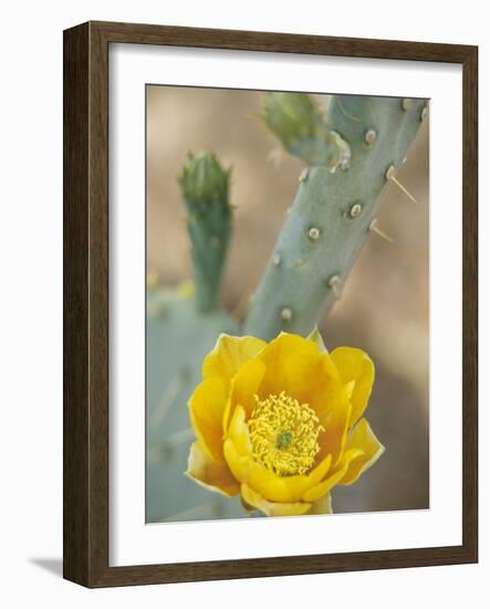 Prickly Pear Cactus in Bloom, Arizona-Sonora Desert Museum, Tucson, Arizona, USA-Merrill Images-Framed Photographic Print