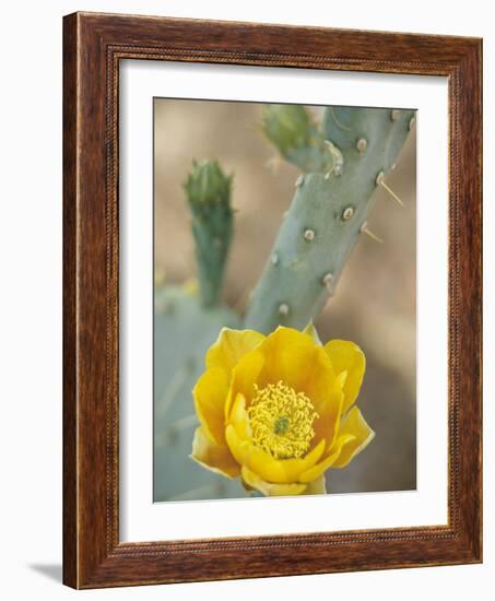 Prickly Pear Cactus in Bloom, Arizona-Sonora Desert Museum, Tucson, Arizona, USA-Merrill Images-Framed Photographic Print