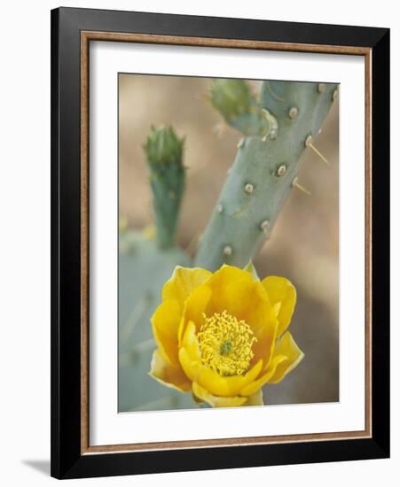 Prickly Pear Cactus in Bloom, Arizona-Sonora Desert Museum, Tucson, Arizona, USA-Merrill Images-Framed Photographic Print