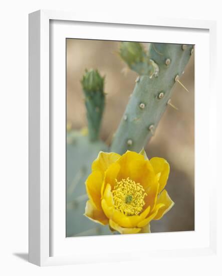 Prickly Pear Cactus in Bloom, Arizona-Sonora Desert Museum, Tucson, Arizona, USA-Merrill Images-Framed Photographic Print