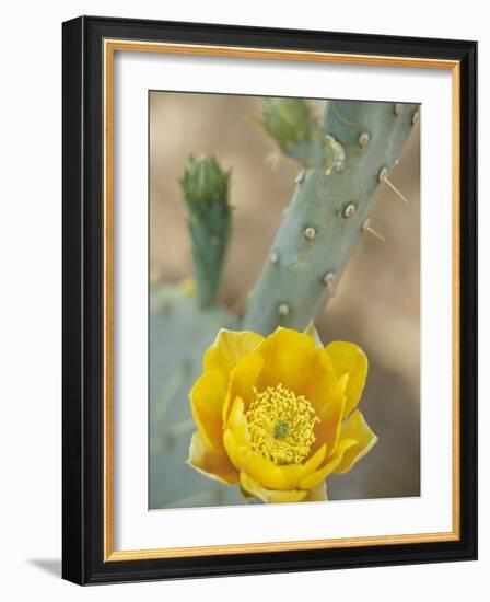 Prickly Pear Cactus in Bloom, Arizona-Sonora Desert Museum, Tucson, Arizona, USA-Merrill Images-Framed Photographic Print