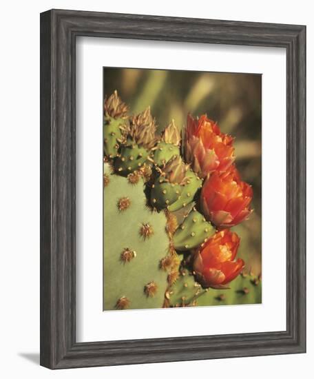 Prickly Pear Cactus in Bloom, Arizona-Sonora Desert Museum, Tucson, Arizona, USA-Merrill Images-Framed Photographic Print