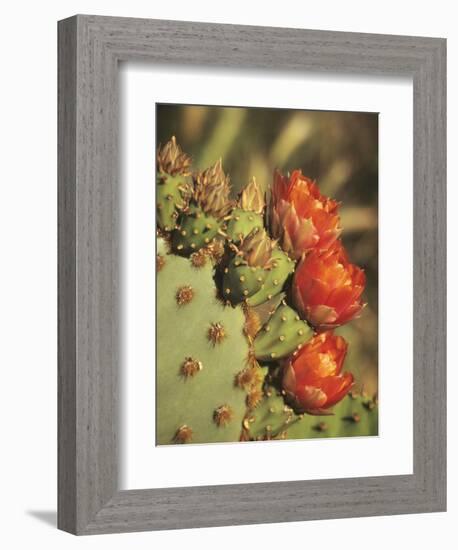 Prickly Pear Cactus in Bloom, Arizona-Sonora Desert Museum, Tucson, Arizona, USA-Merrill Images-Framed Photographic Print