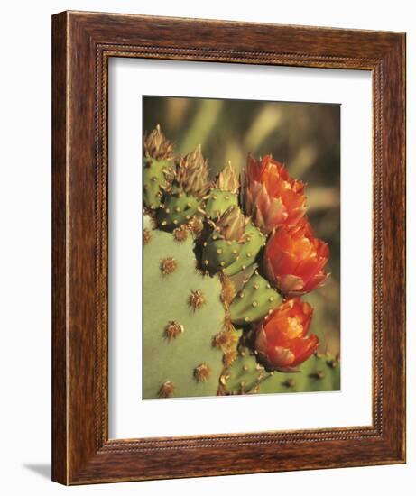 Prickly Pear Cactus in Bloom, Arizona-Sonora Desert Museum, Tucson, Arizona, USA-Merrill Images-Framed Photographic Print